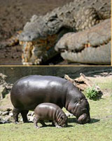 ADVANTAGE HIPPO